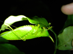 Copiphora rhinoceros