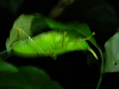 Copiphora rhinoceros