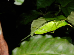 Copiphora rhinoceros