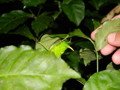 Copiphora rhinoceros