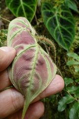 Philodendron verrucosum