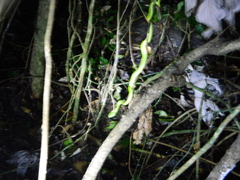 Bothriechis lateralis