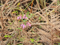 Pteridium esculentum esculentum