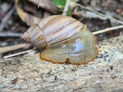 Plectostylus araucanus