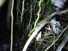 Bothriechis lateralis