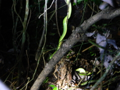 Bothriechis lateralis