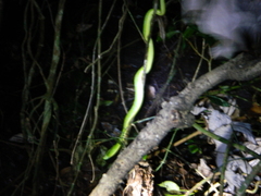 Bothriechis lateralis