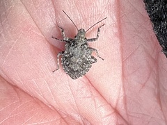 Brochymena parva