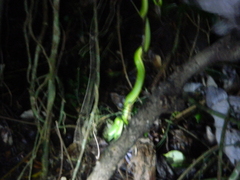 Bothriechis lateralis