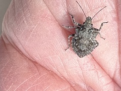 Brochymena parva