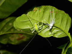 Copiphora rhinoceros