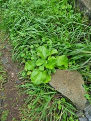 Sinapidendron gymnocalyx