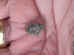 Brochymena parva