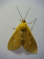 Asota