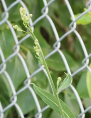 Lactuca pulchella
