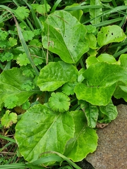 Sinapidendron gymnocalyx