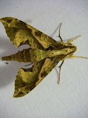 Eupanacra elegantulus