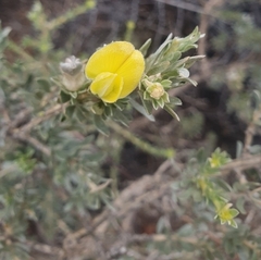 Aspalathus ternata