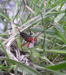 Planopus laniniensis