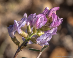 Astragalus whitneyi