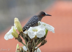 Melanerpes hypopolius