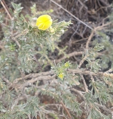 Aspalathus ternata