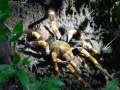 Megaphobema mesomelas