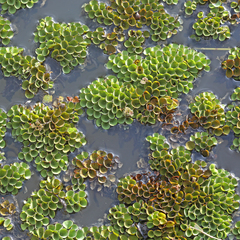 Salvinia cucullata