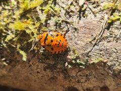 Brontocoris nigrolimbatus