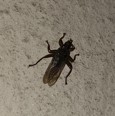 Pseudolynchia canariensis