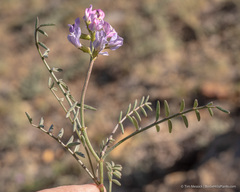 Astragalus whitneyi