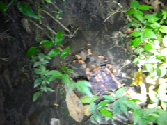 Megaphobema mesomelas