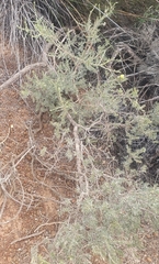 Aspalathus ternata