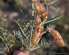 Astragalus whitneyi
