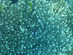 Larabicus quadrilineatus