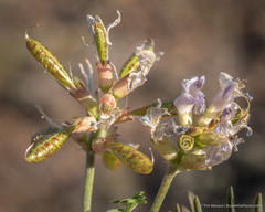 Astragalus whitneyi