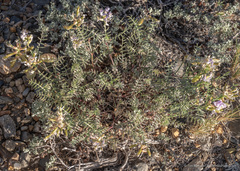 Astragalus whitneyi