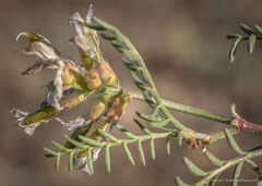 Astragalus whitneyi