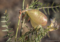 Astragalus whitneyi