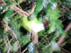 Aulacorhynchus prasinus