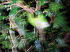 Aulacorhynchus prasinus