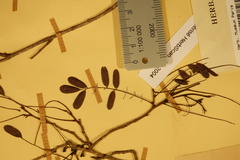 Dalbergia lemurica image