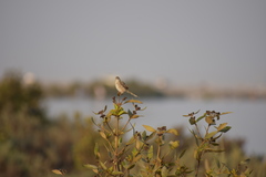 Prinia lepida