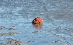 Clathria prolifera