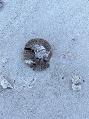 Lytechinus variegatus