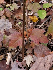 Viburnum acerifolium