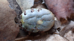 Hyalomma