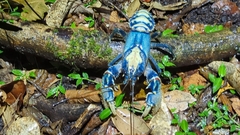 Euastacus sulcatus