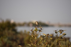 Prinia lepida