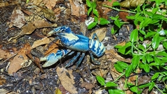 Euastacus sulcatus